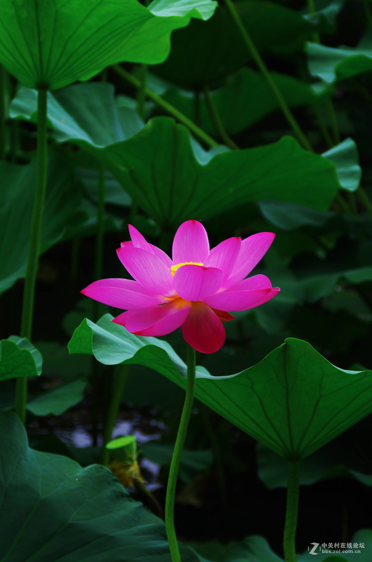 原来拍荷花好难。天气。姿态。构图。。。