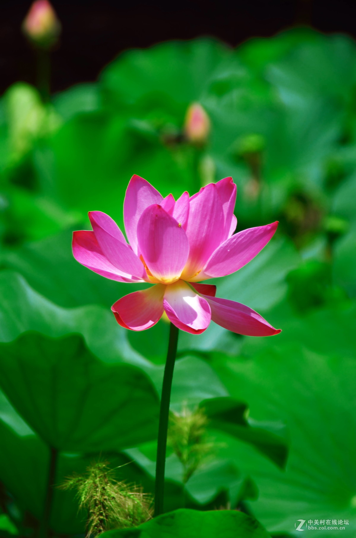 原来拍荷花好难。天气。姿态。构图。。。