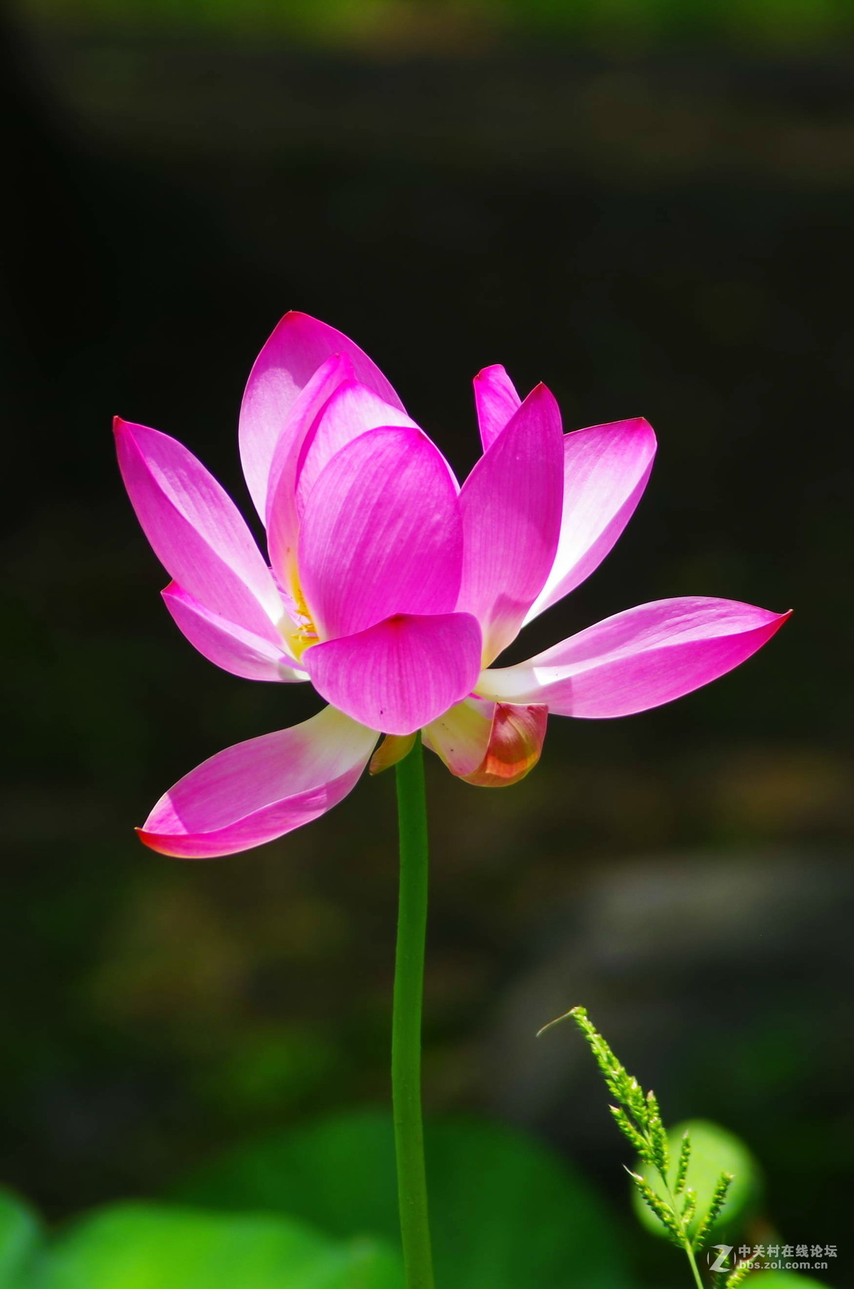 原来拍荷花好难。天气。姿态。构图。。。