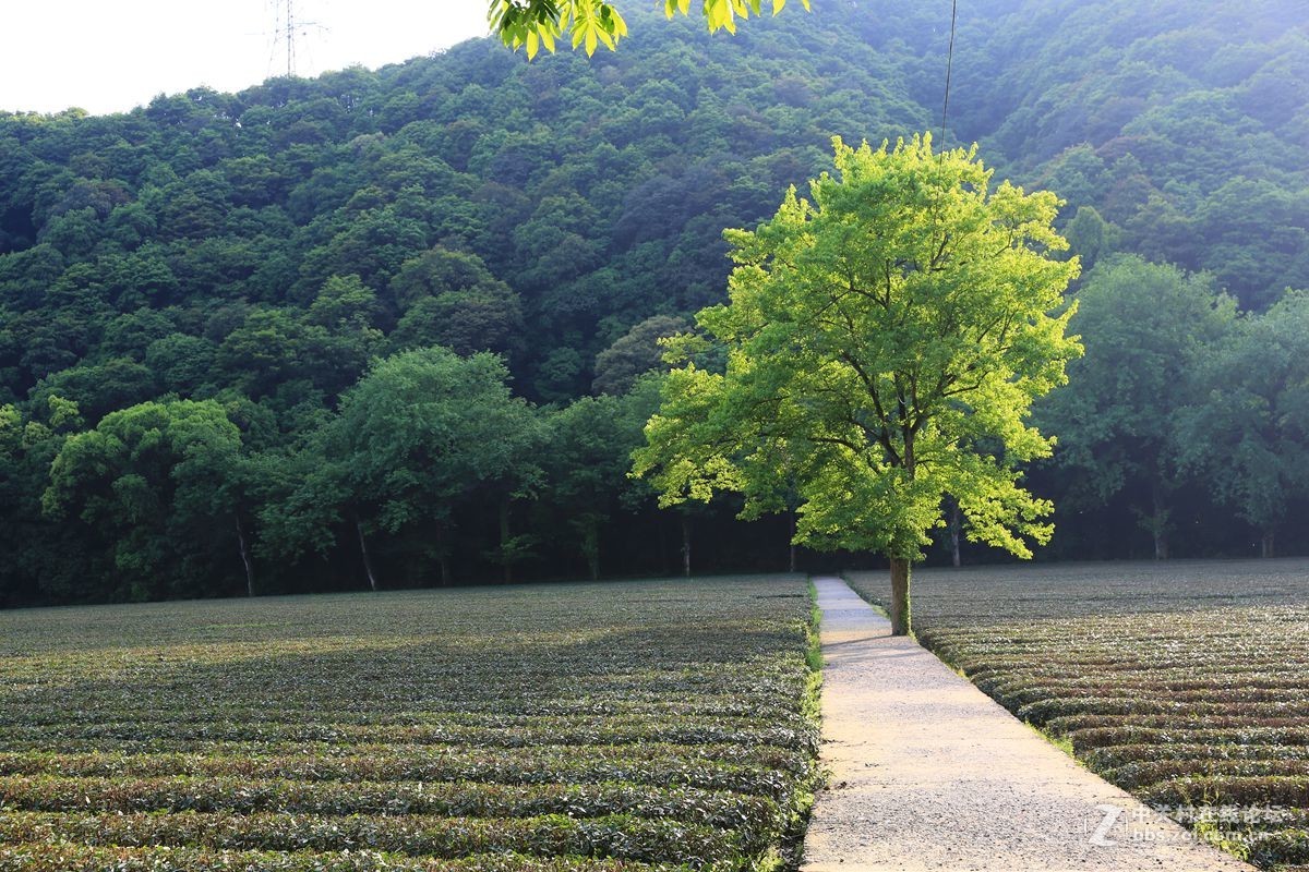 茶乡随拍
