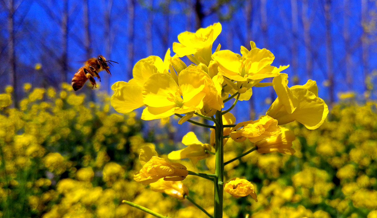 春天里的好天气