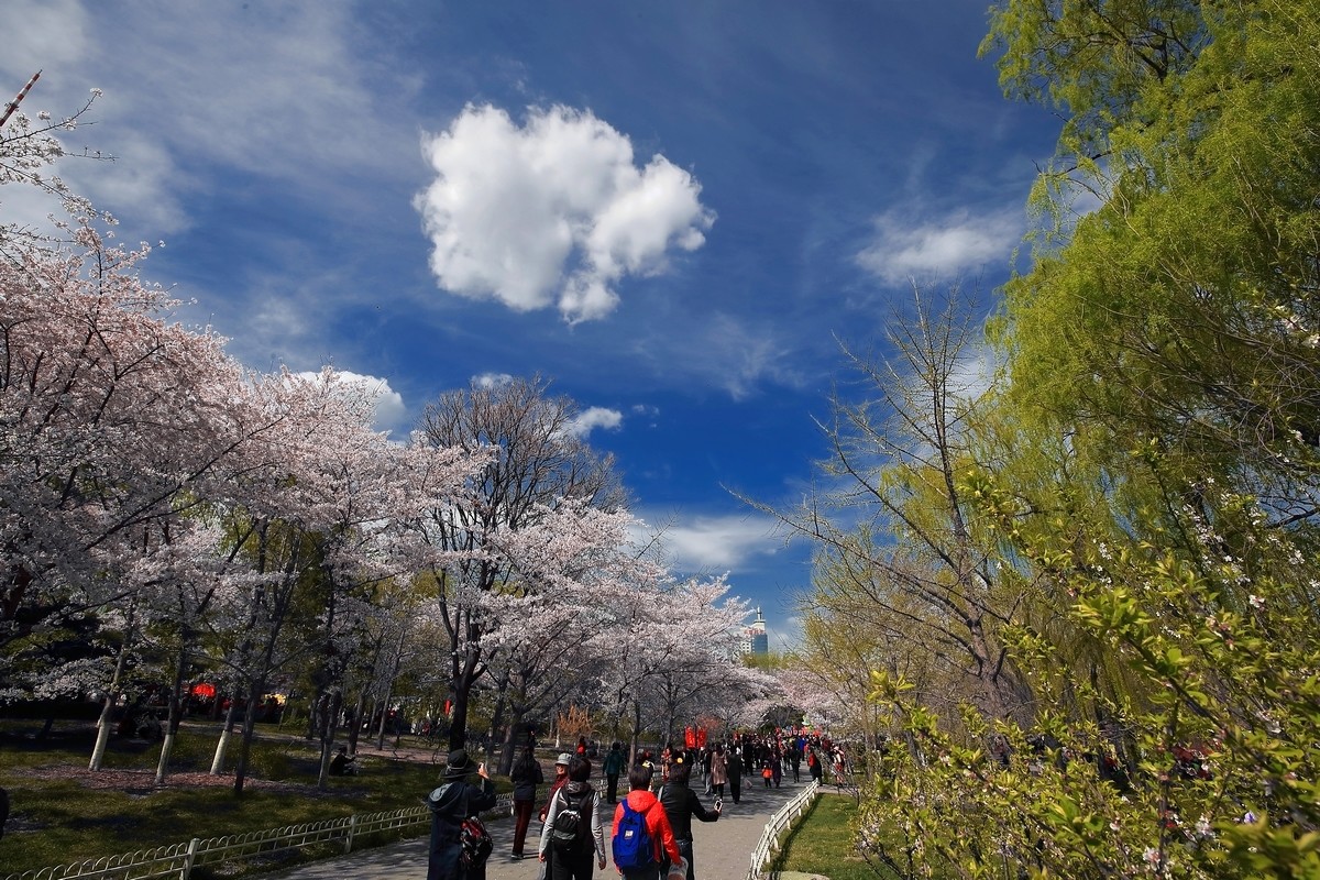 #佳能月赛-与佳能一起去踏青#《樱花盛开的地方》