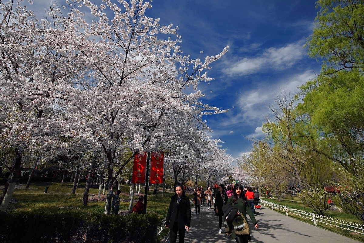 #佳能月赛-与佳能一起去踏青#《樱花盛开的地方》