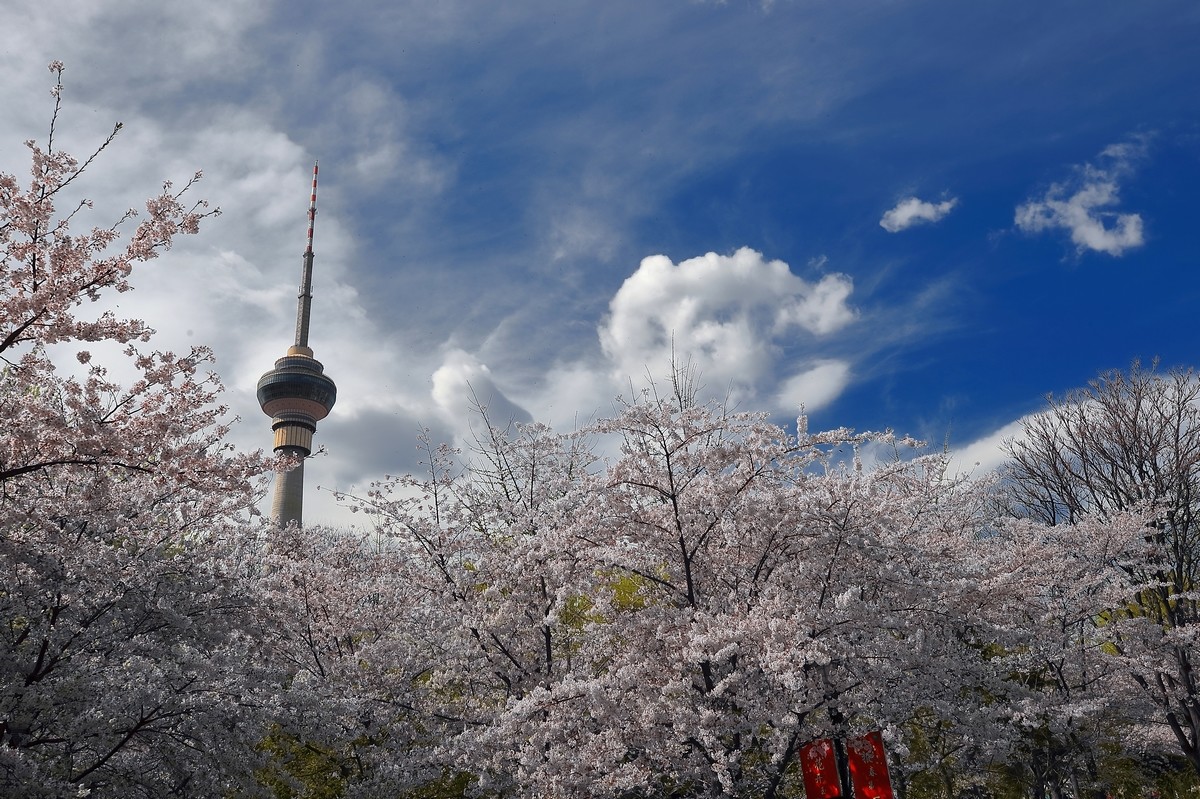 #佳能月赛-与佳能一起去踏青#《樱花盛开的地方》