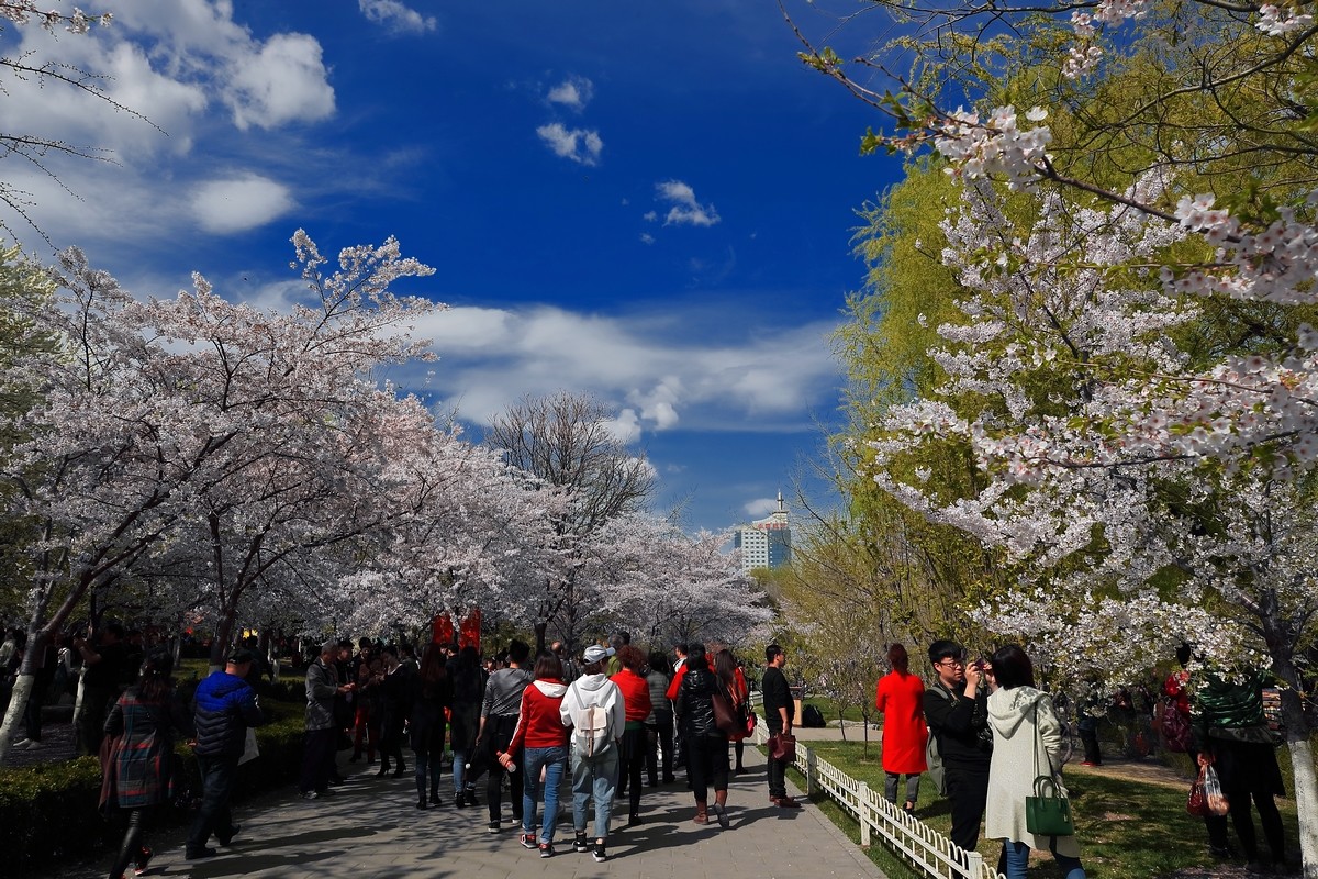 #佳能月赛-与佳能一起去踏青#《樱花盛开的地方》