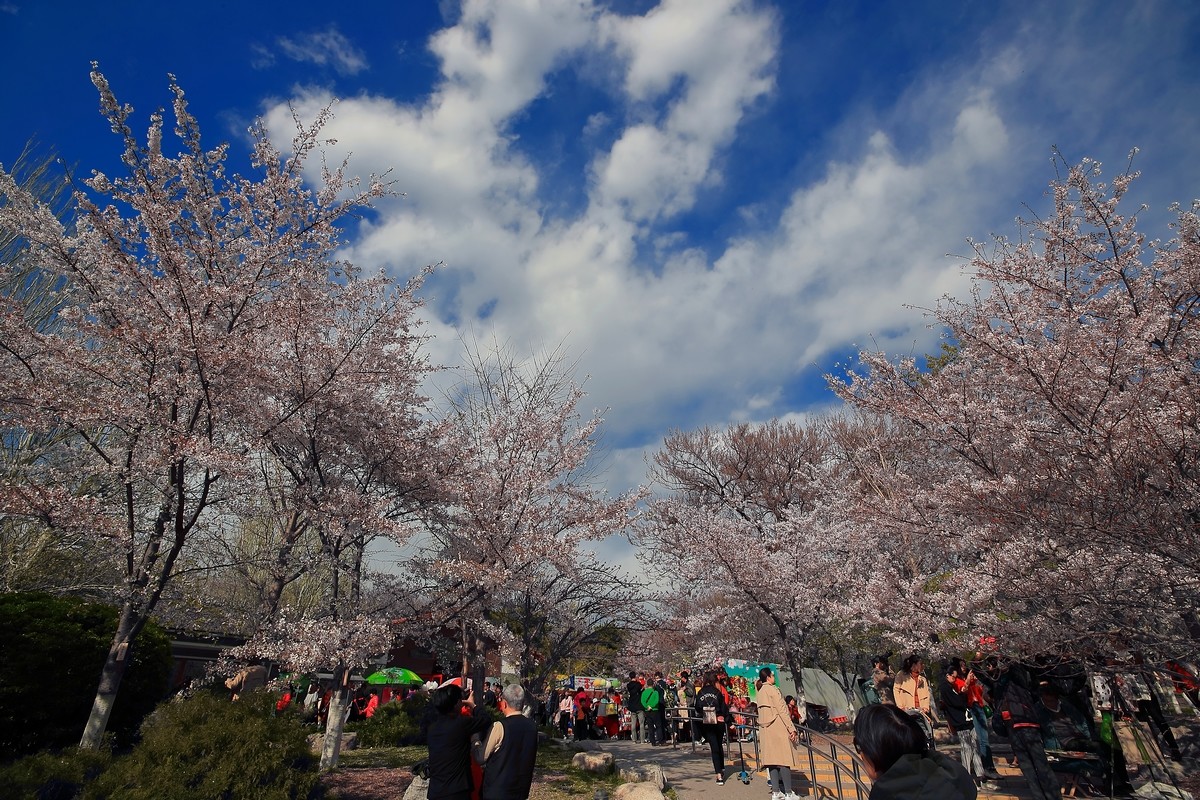 #佳能月赛-与佳能一起去踏青#《樱花盛开的地方》