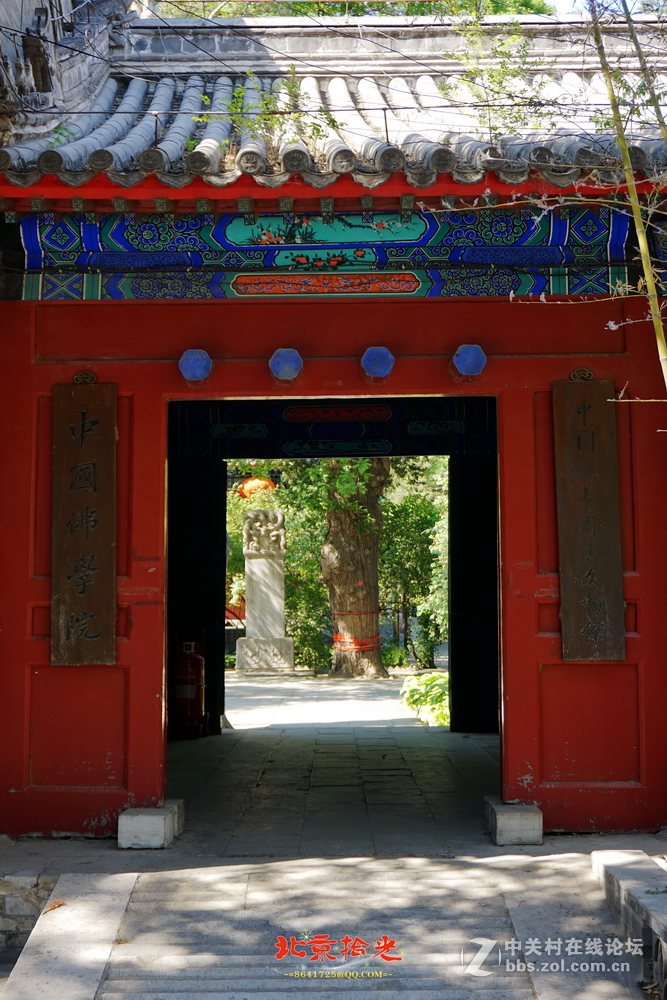 【法源寺】丁香落，游人稀，庭院幽，草木青