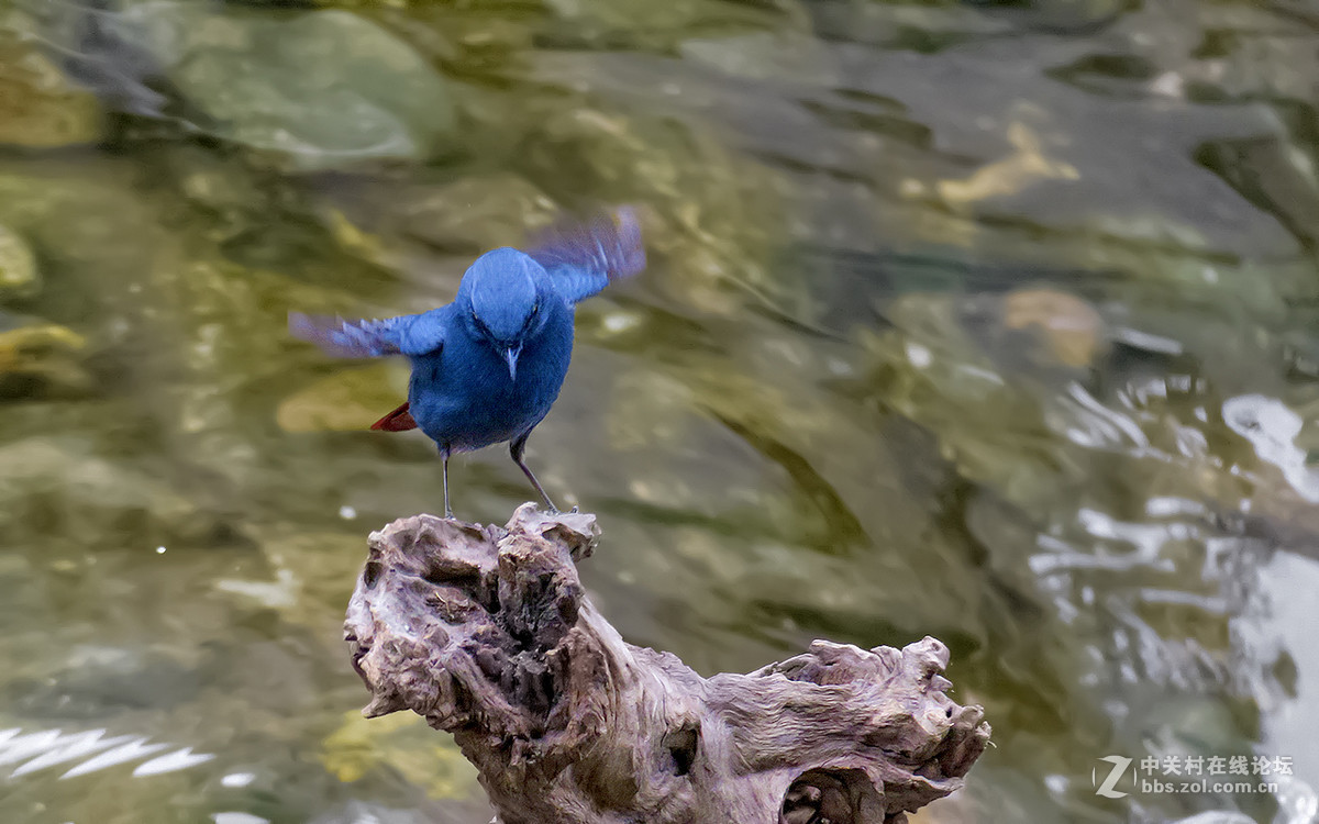 17年2月打鸟【27】--- 红尾水鸲[动版] ( 四）