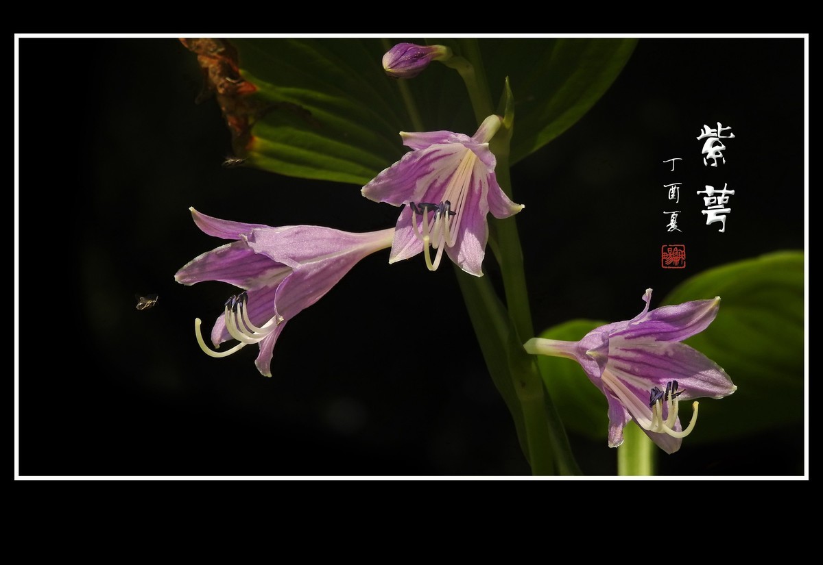 紫色的玉簪花紫萼