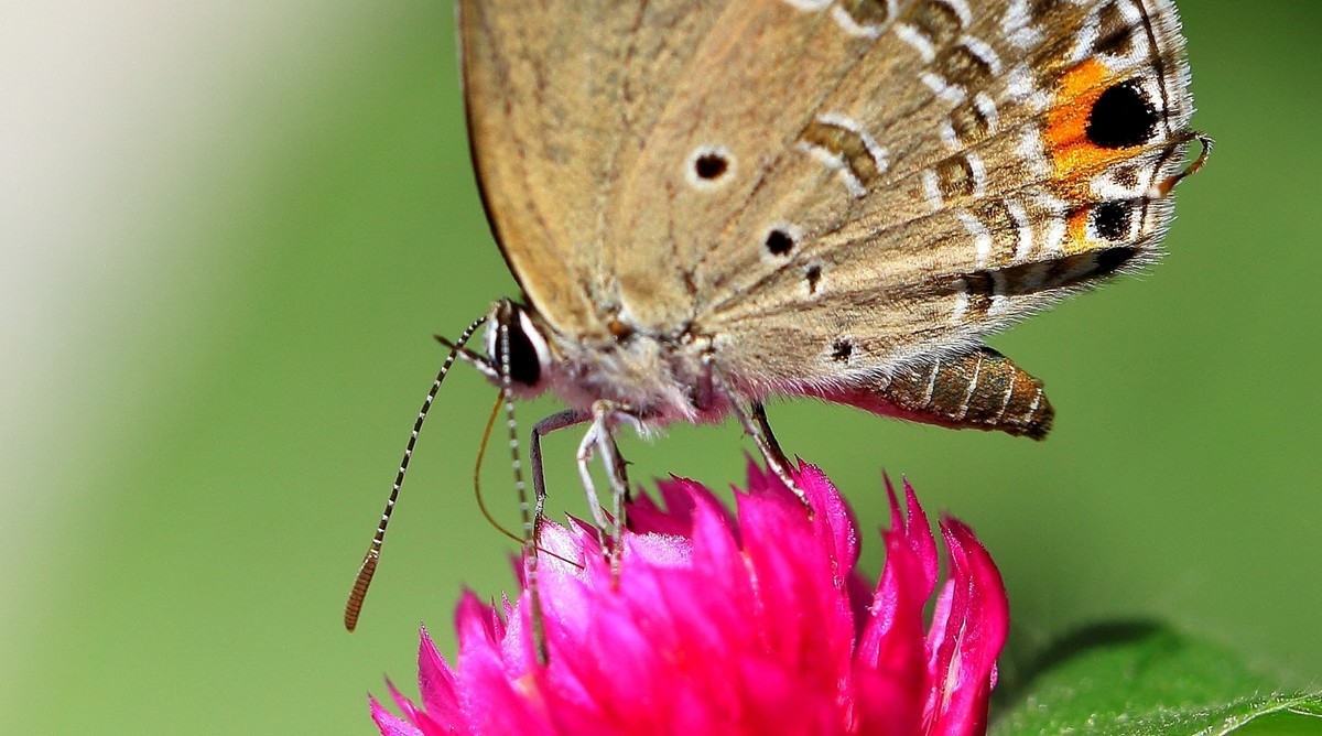 没有百微有长焦啊——试用730拍蝶