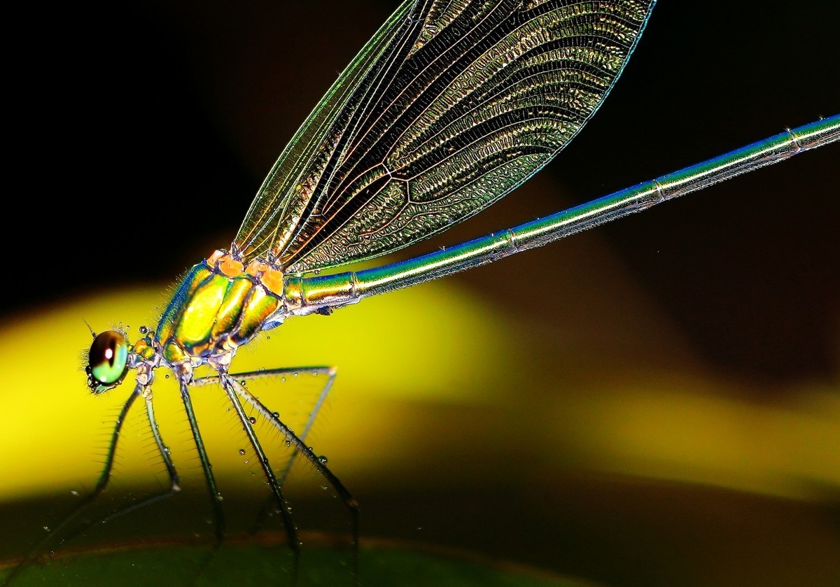 没有百微有长焦啊——试用730拍蝶