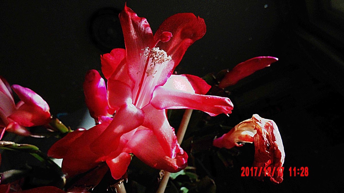 AZ901：蟹爪兰花