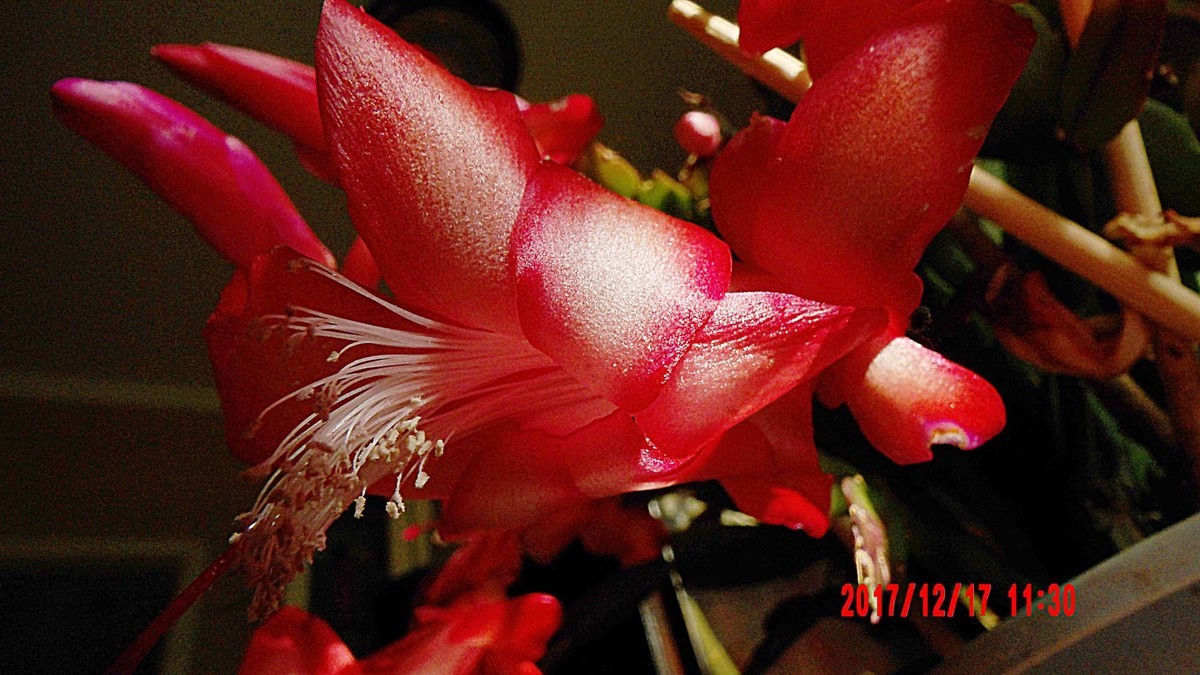 AZ901：蟹爪兰花