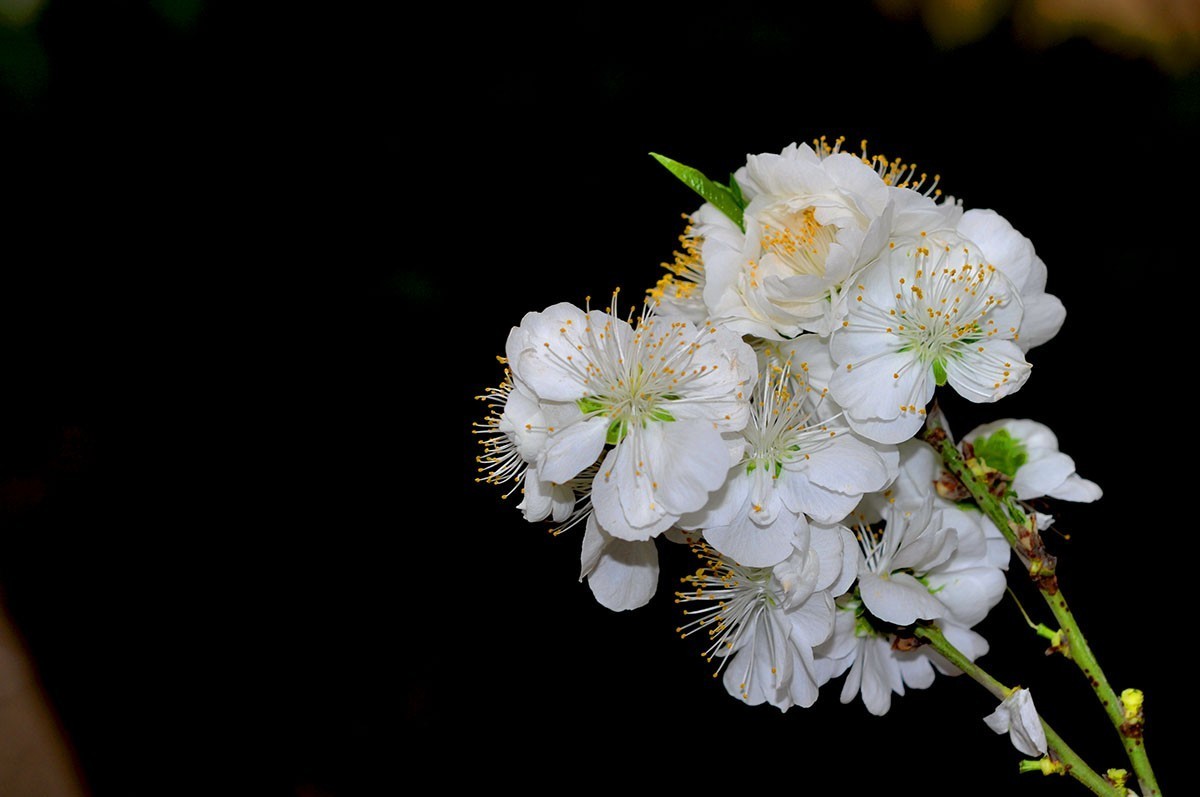 山桃花