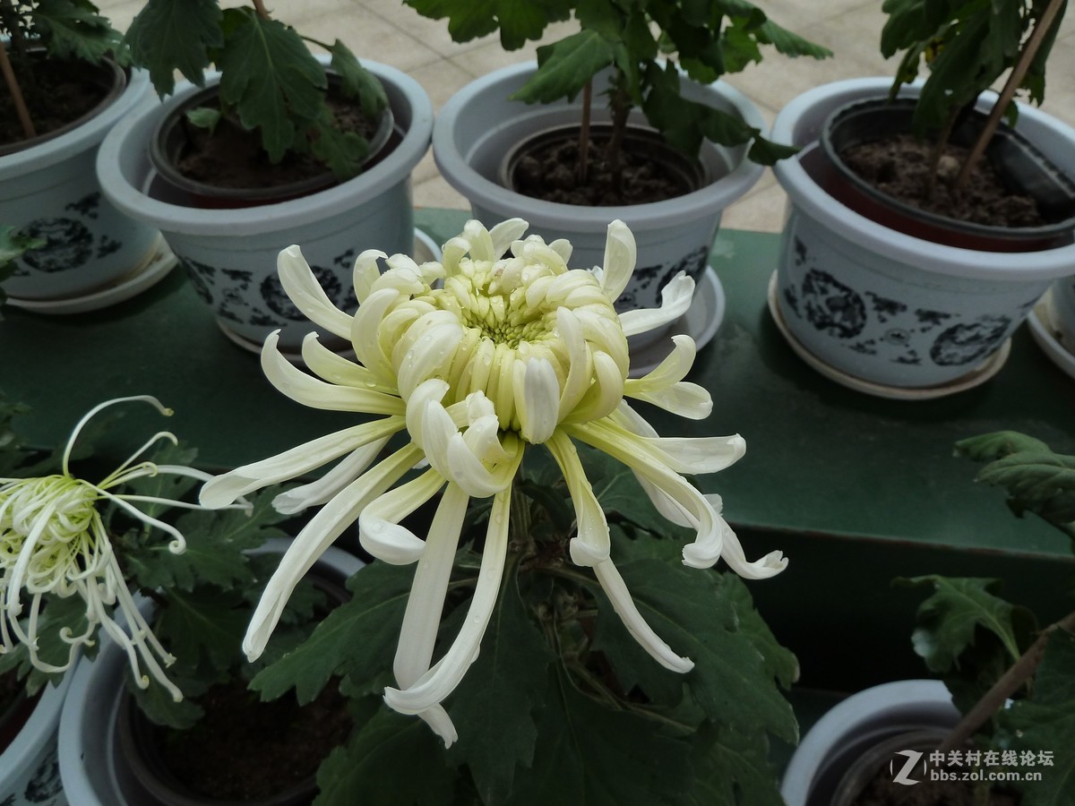 2108重庆园博园菊展3