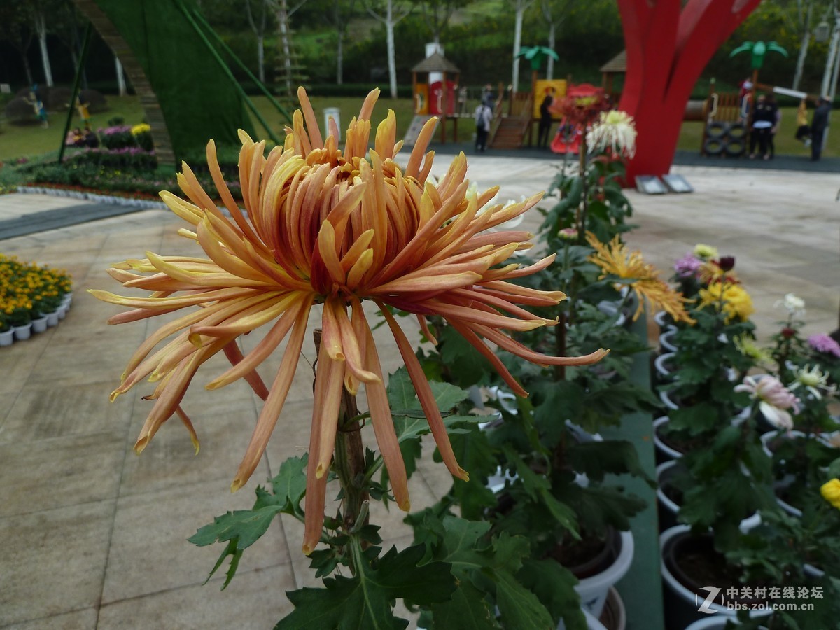 2108重庆园博园菊展3