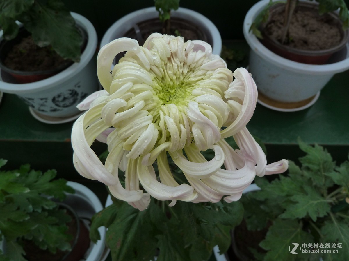 2108重庆园博园菊展3