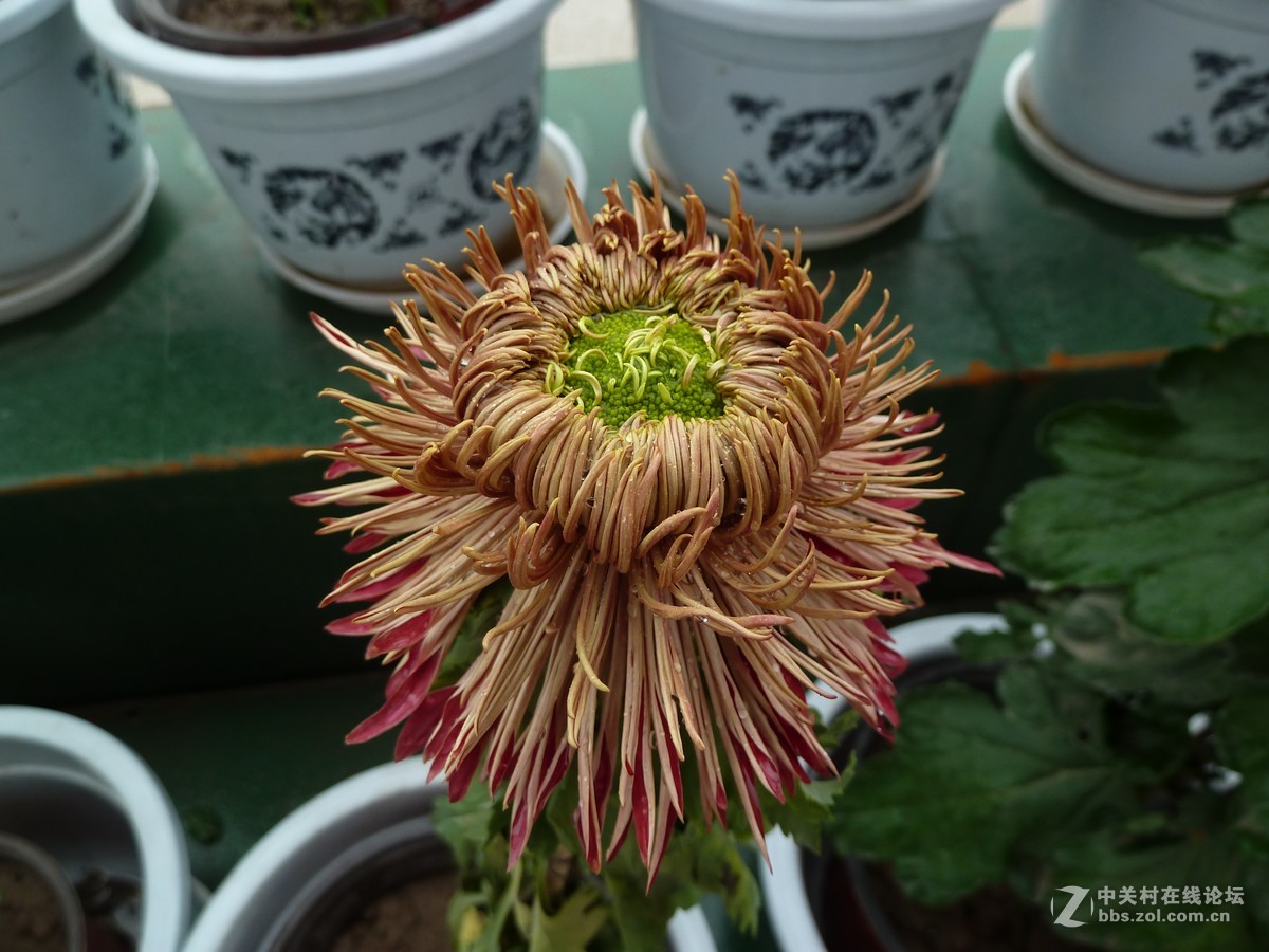 2108重庆园博园菊展3