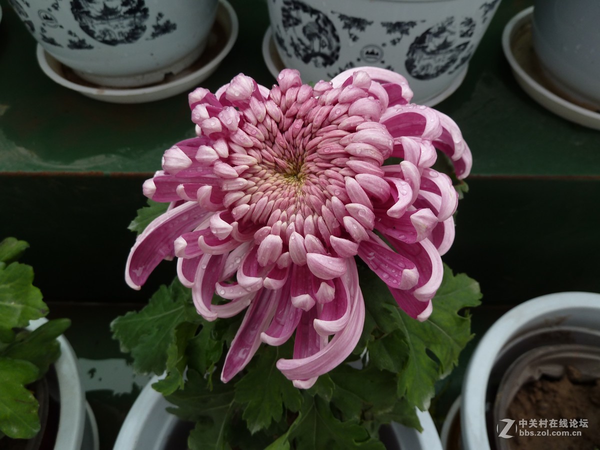 2108重庆园博园菊展3