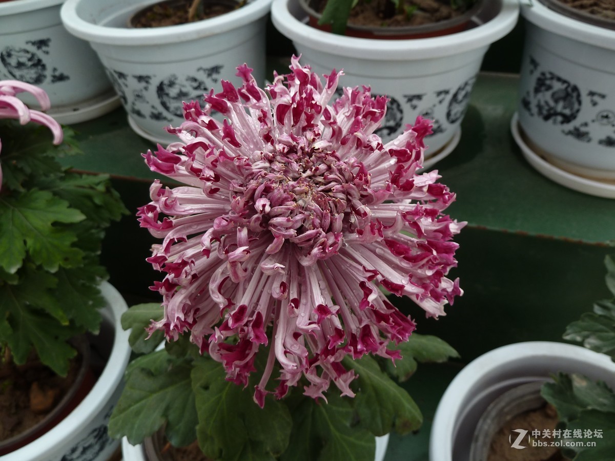 2108重庆园博园菊展3