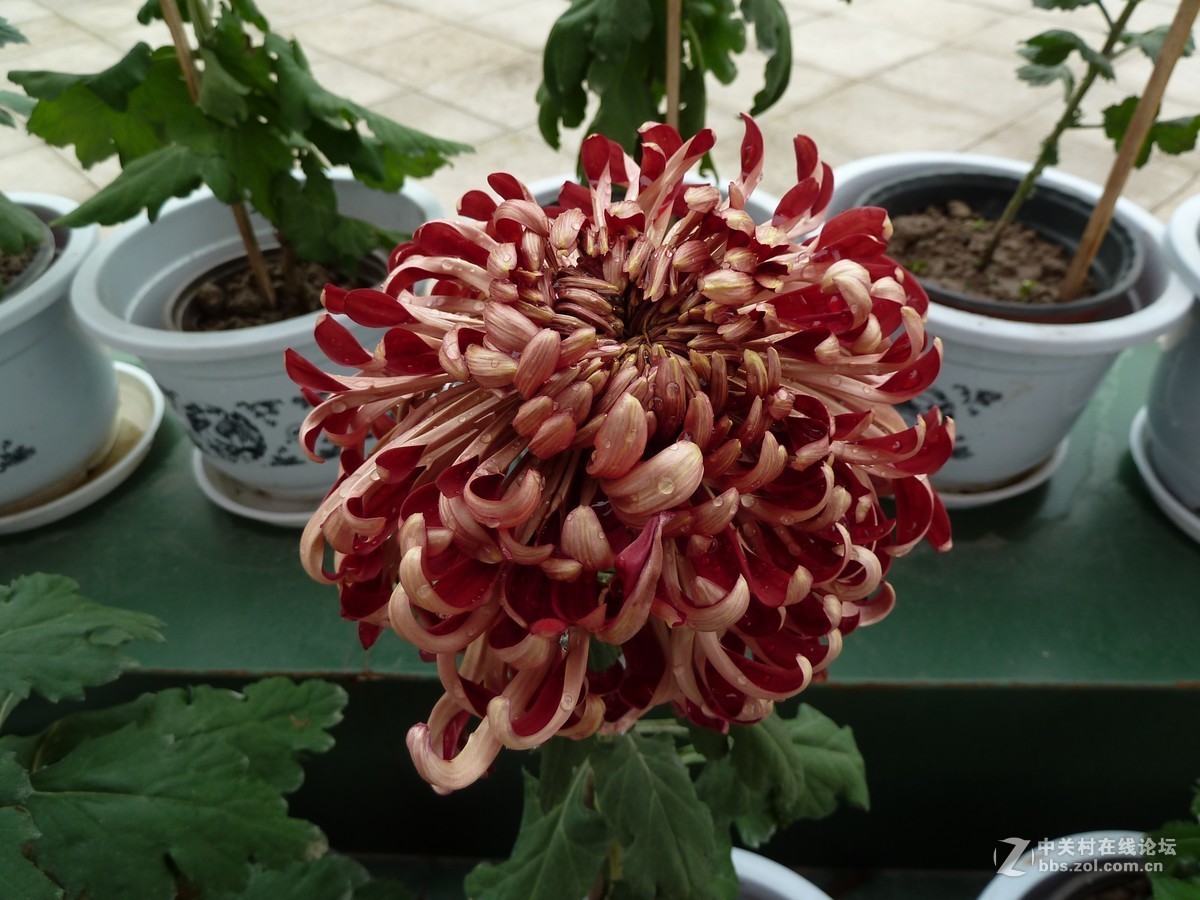 2108重庆园博园菊展3