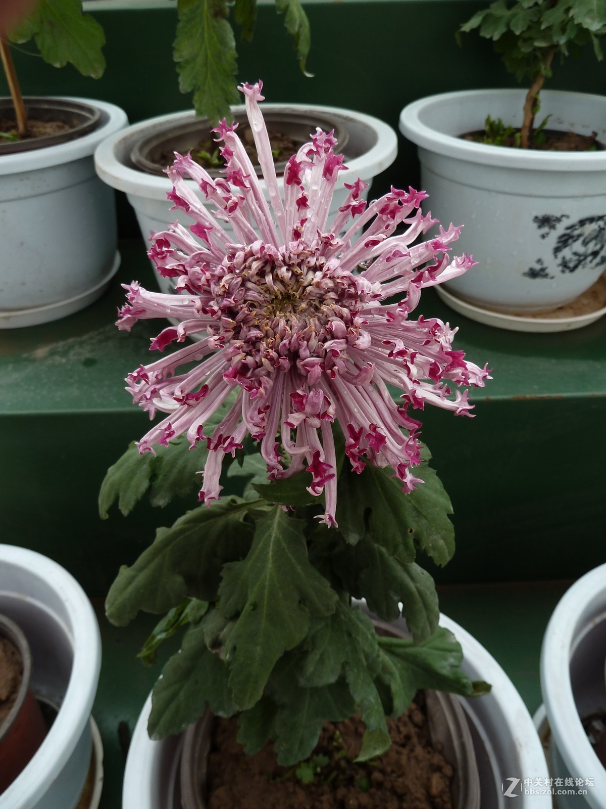 2108重庆园博园菊展3