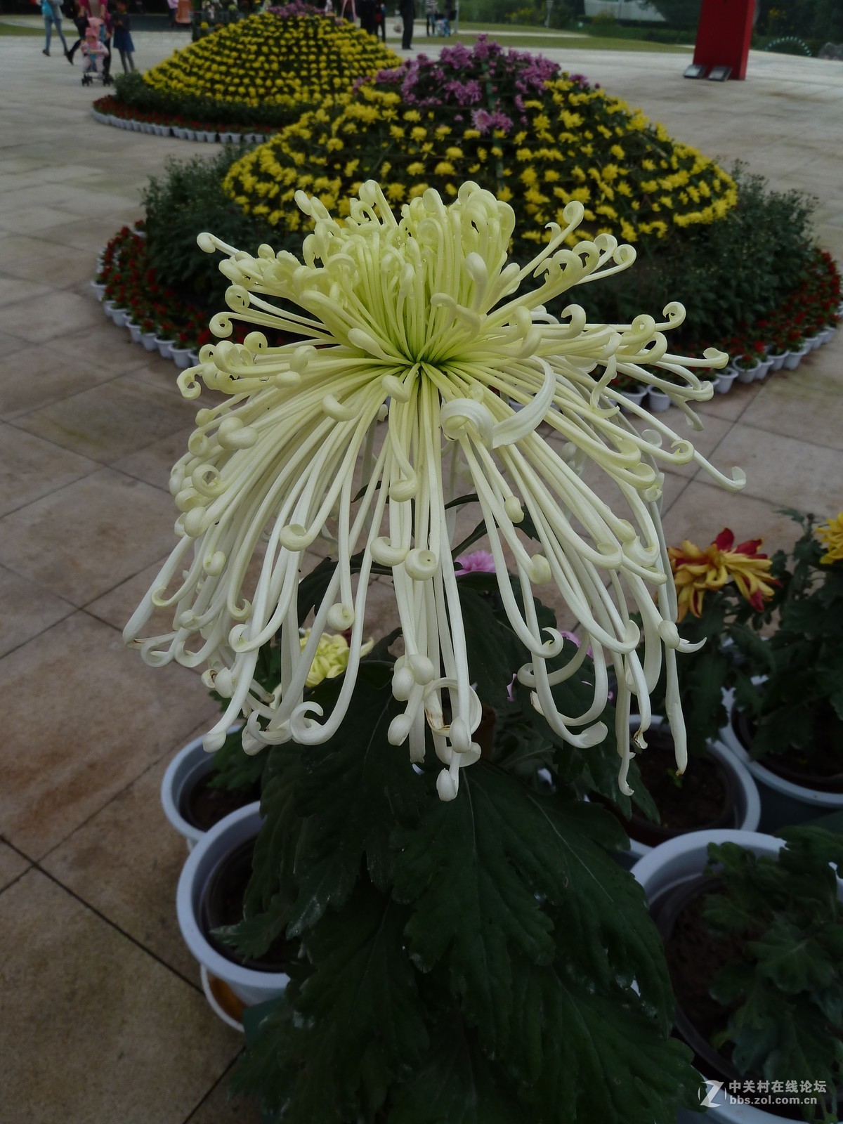 2108重庆园博园菊展3