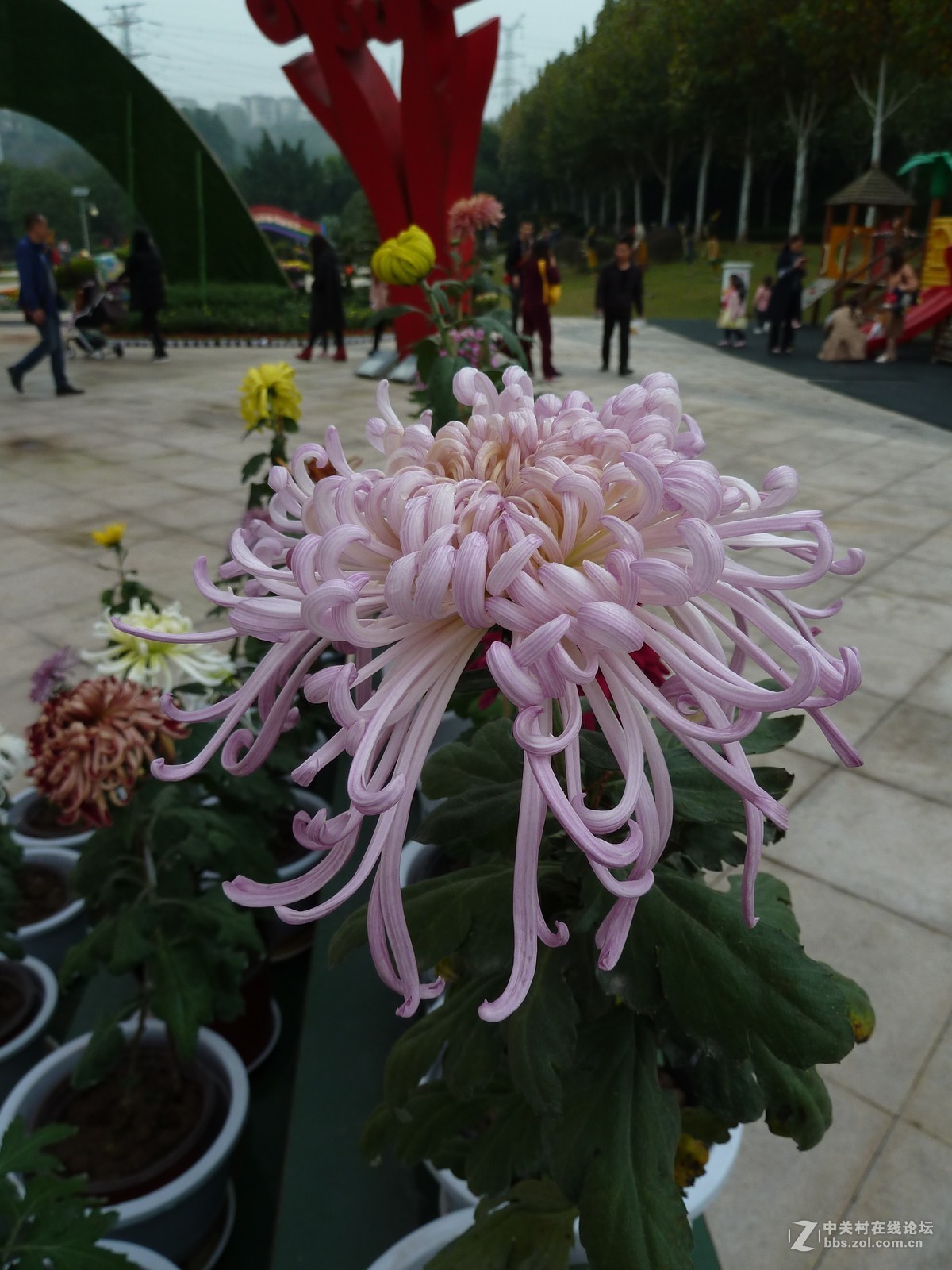2108重庆园博园菊展3