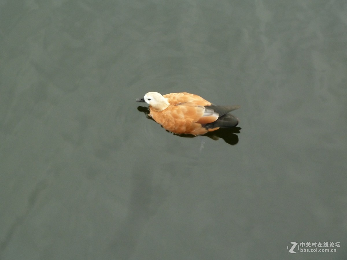 2108重庆园博园菊展3