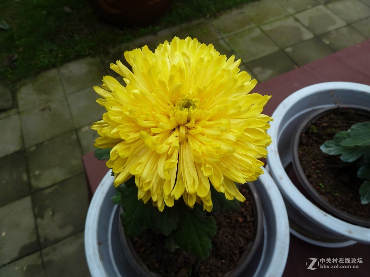 2108重庆园博园菊展3