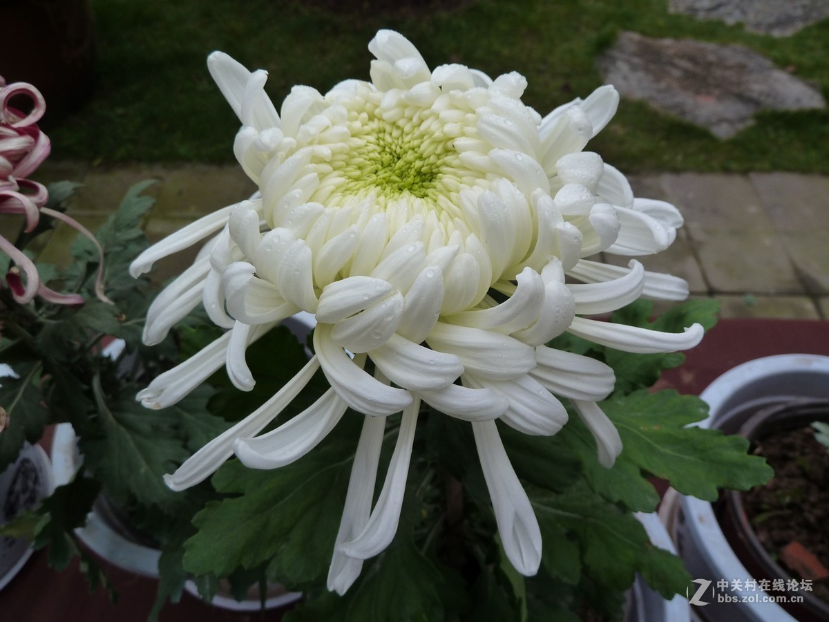 2108重庆园博园菊展3