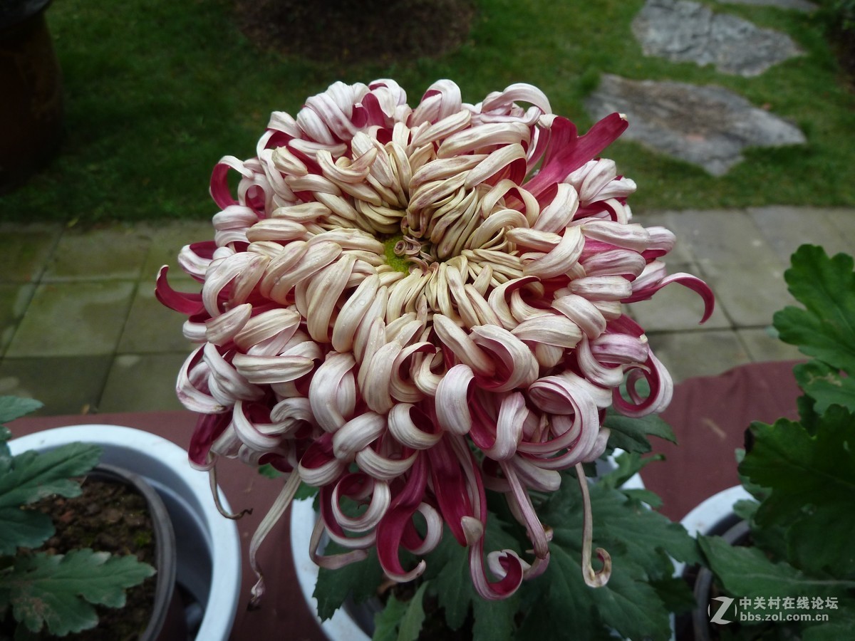 2108重庆园博园菊展3