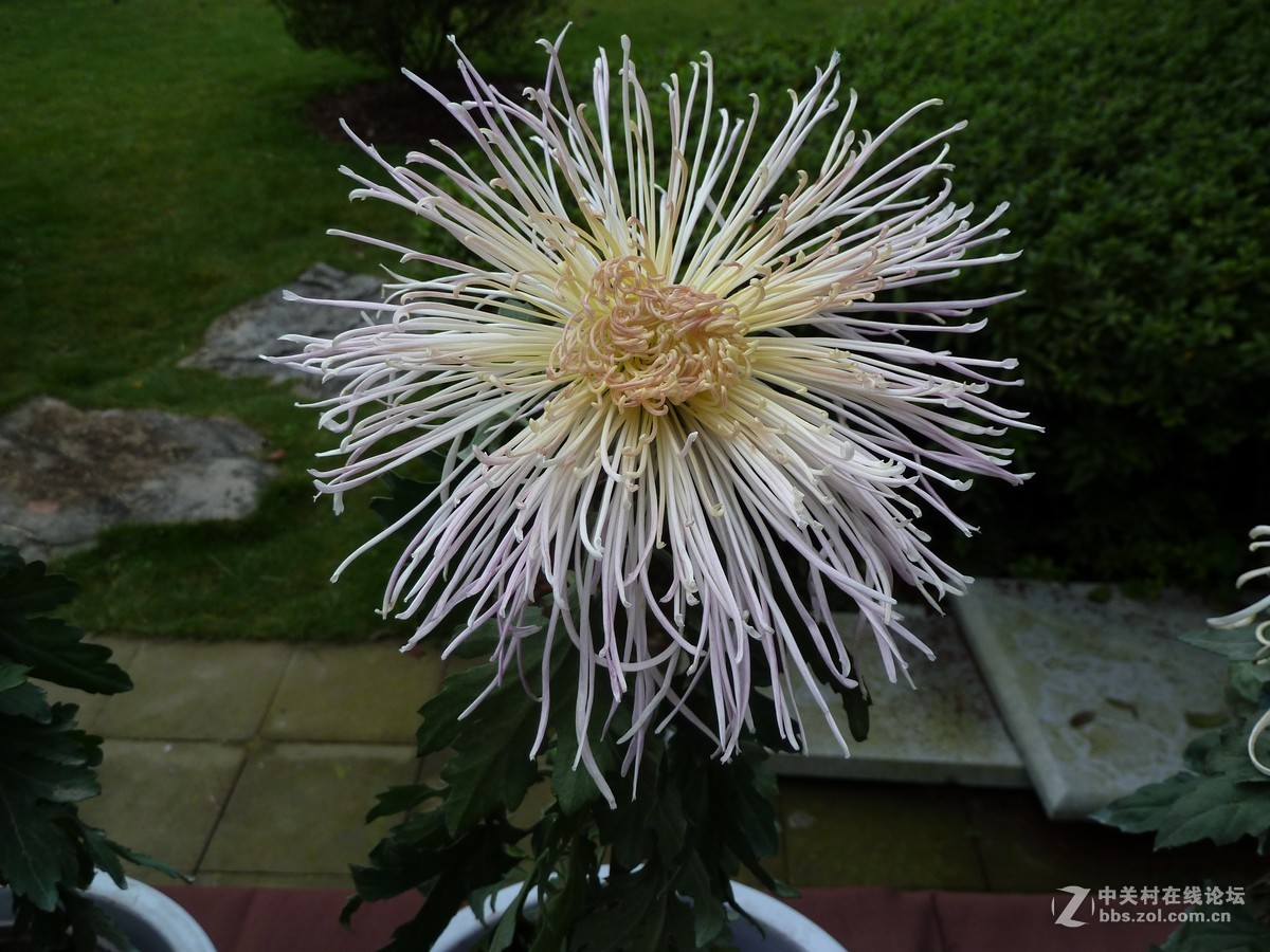 2108重庆园博园菊展3