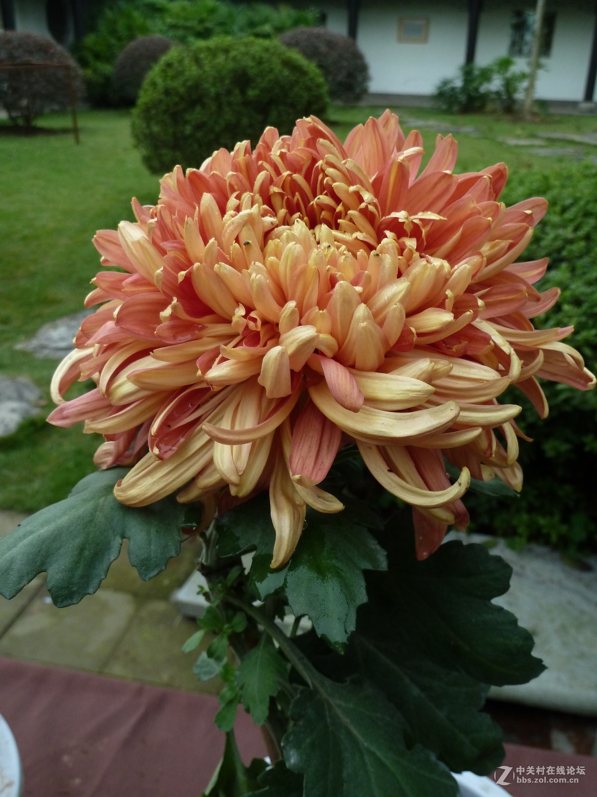 2108重庆园博园菊展3