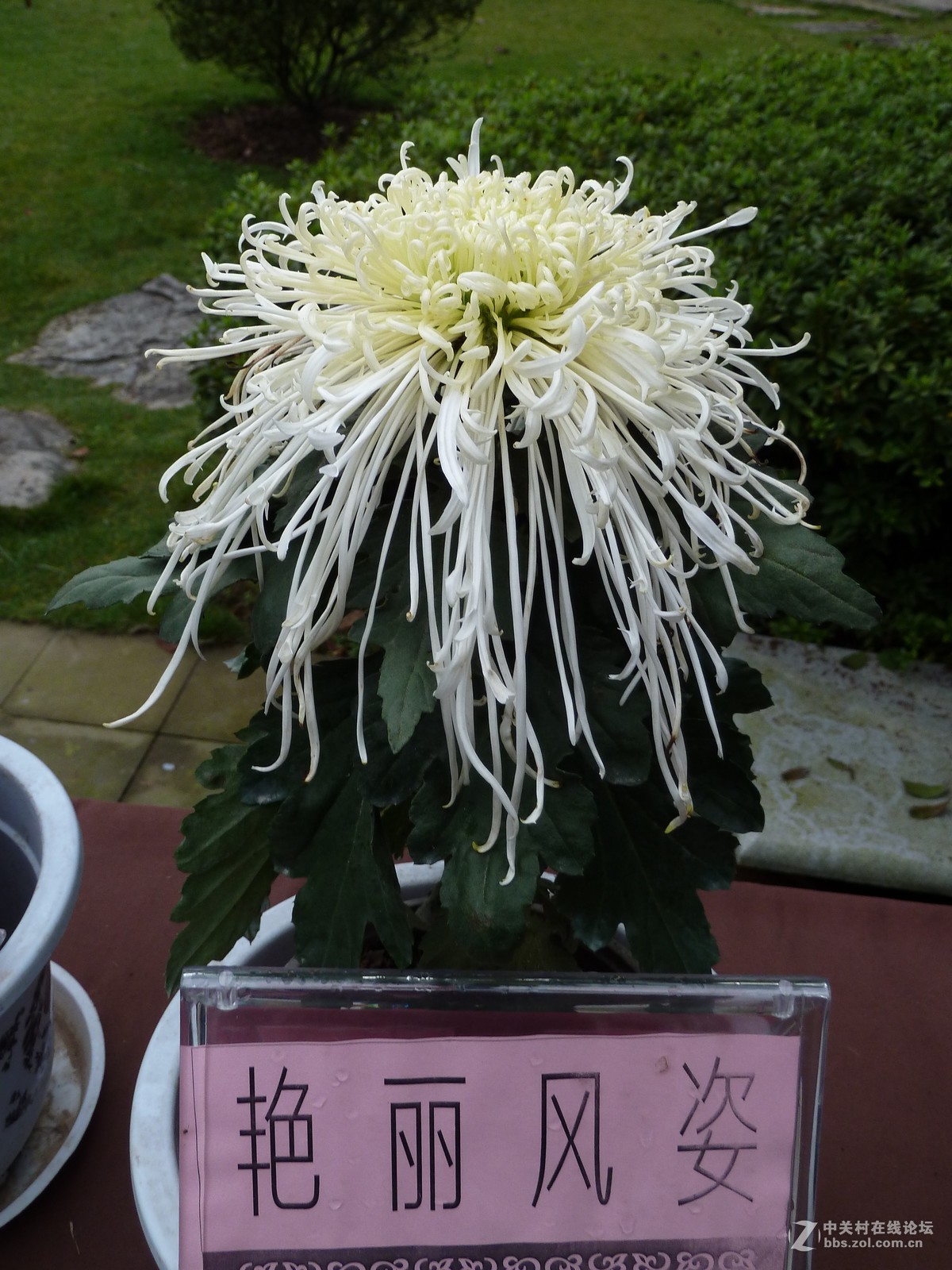 2108重庆园博园菊展3