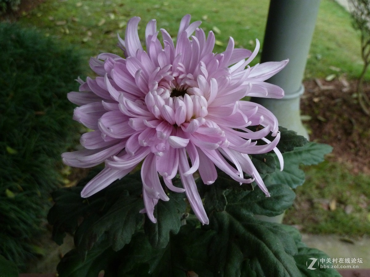 2108重庆园博园菊展3