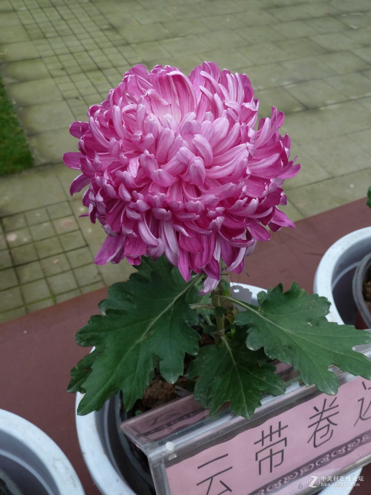 2108重庆园博园菊展3