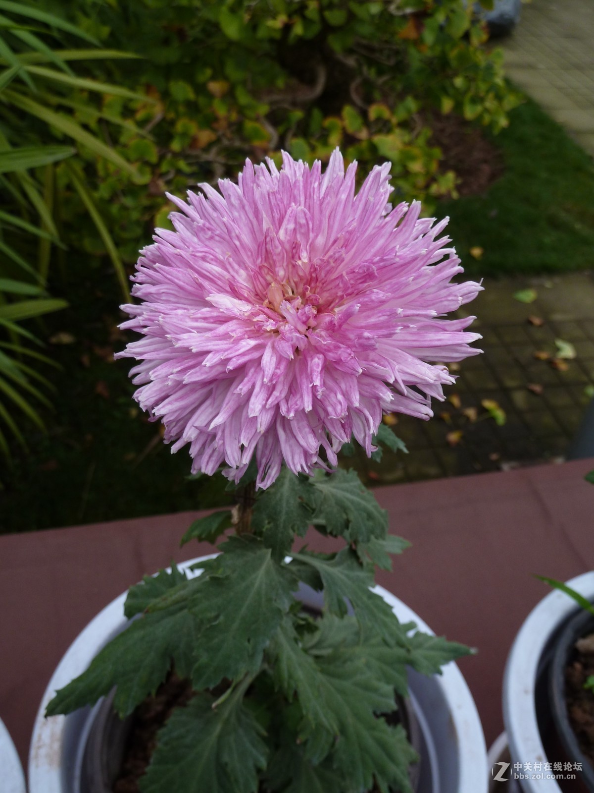 2108重庆园博园菊展3