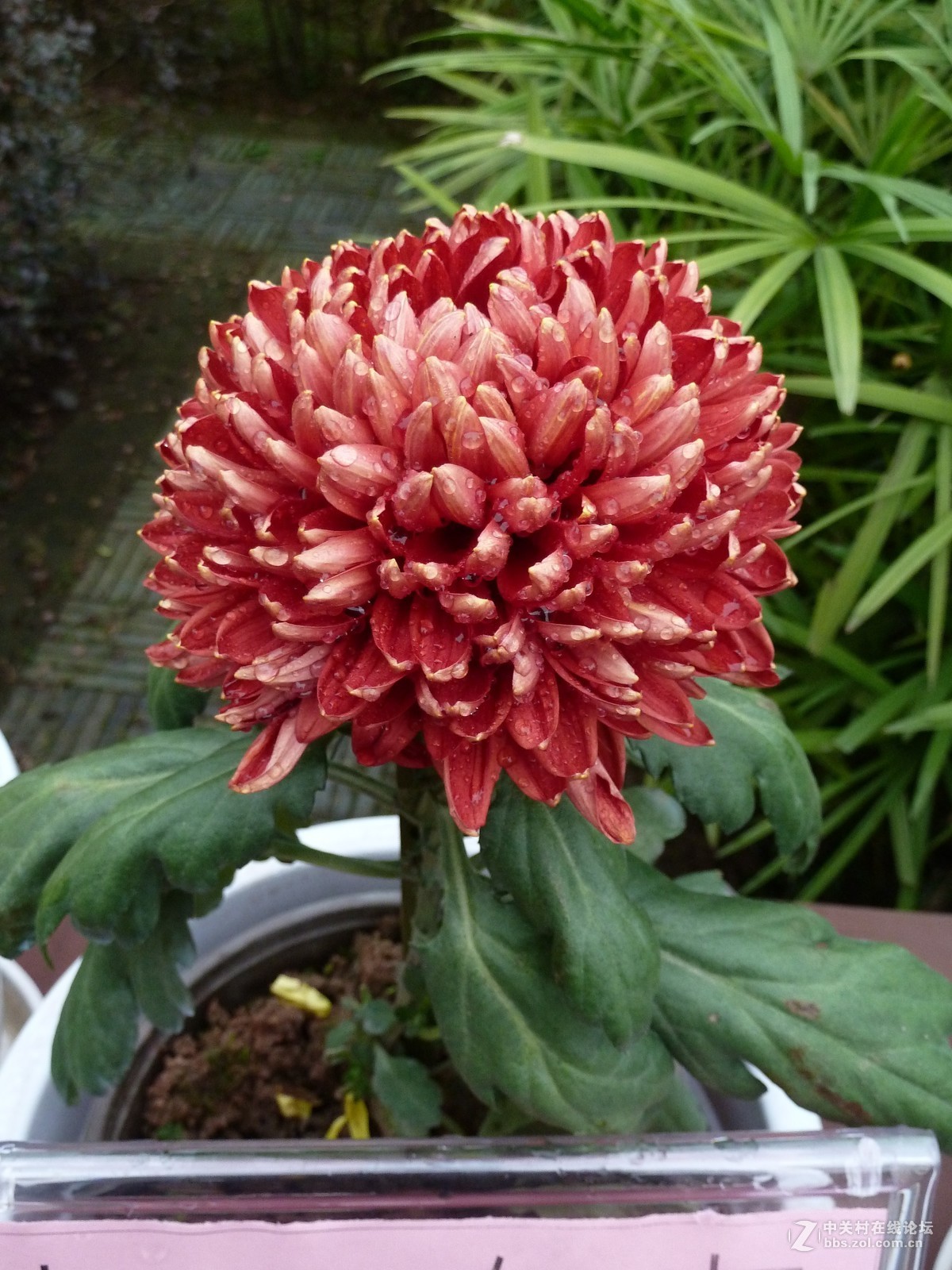 2108重庆园博园菊展3