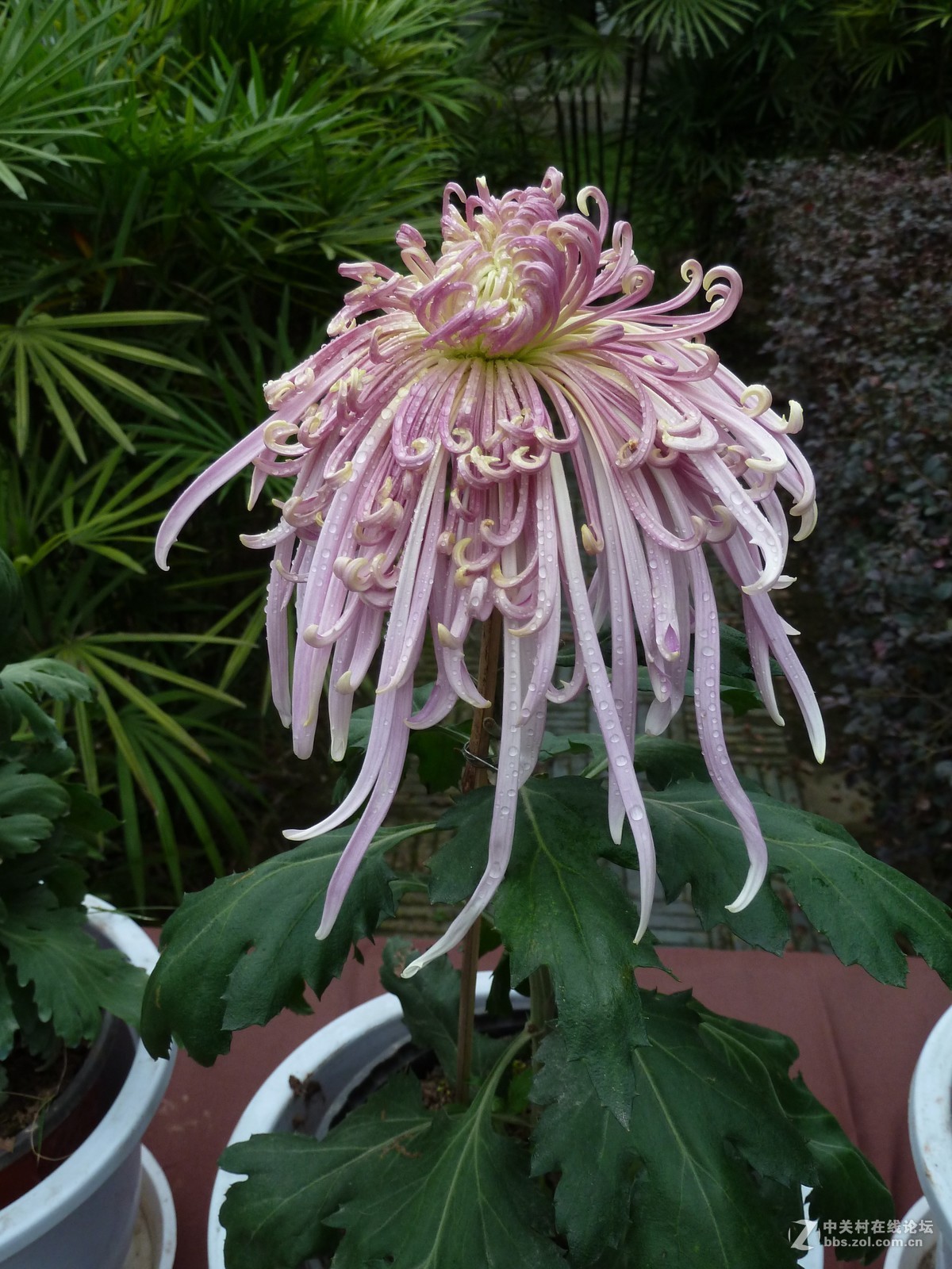 2108重庆园博园菊展3