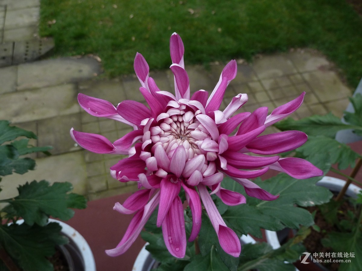 2108重庆园博园菊展3