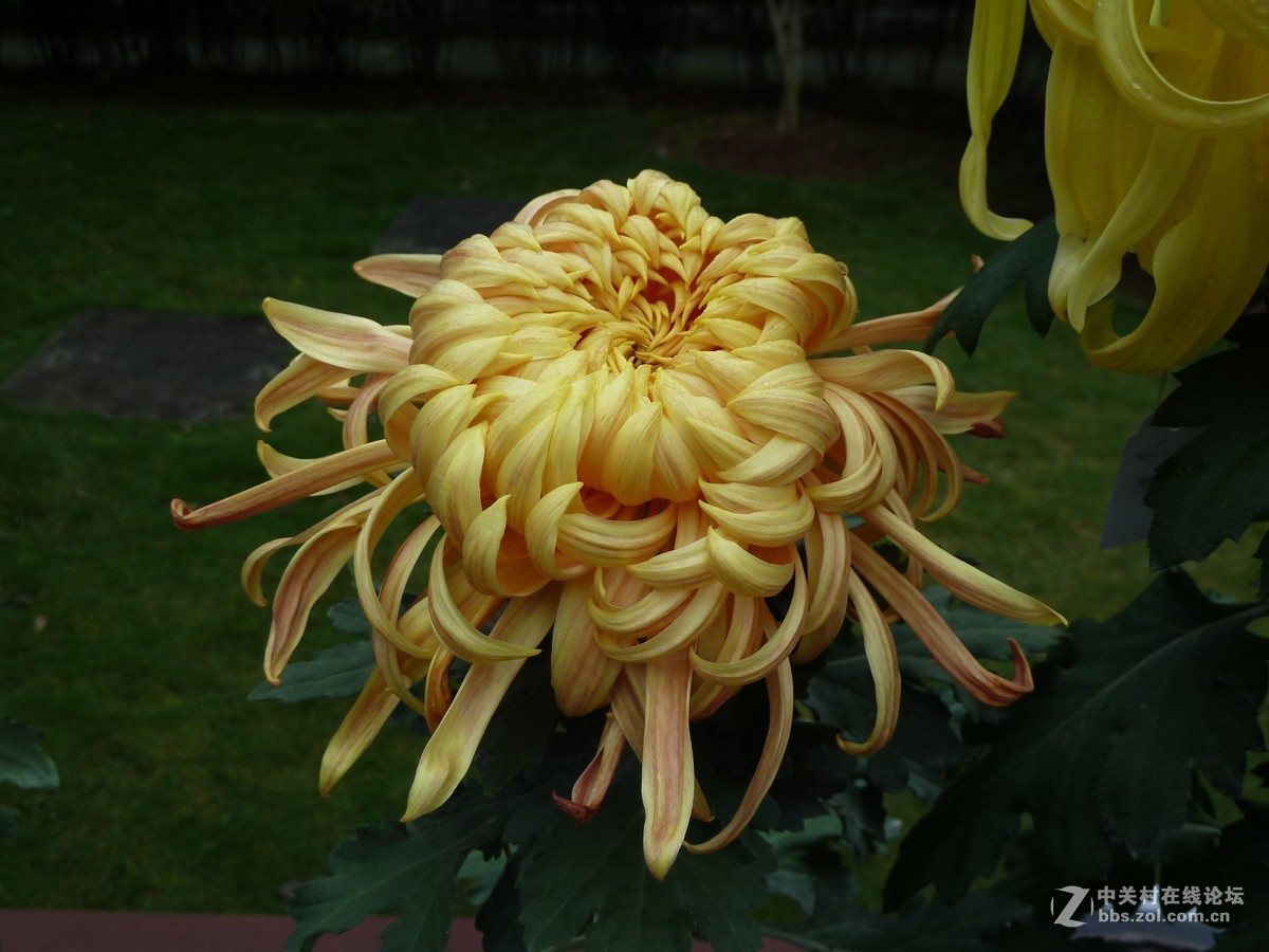 2108重庆园博园菊展3