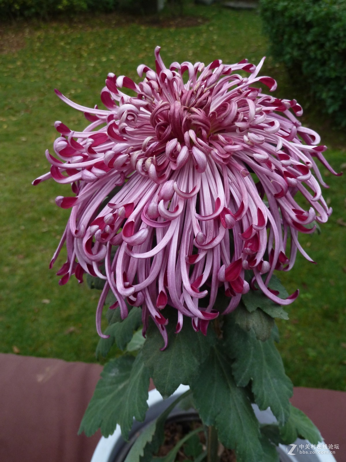 2108重庆园博园菊展3