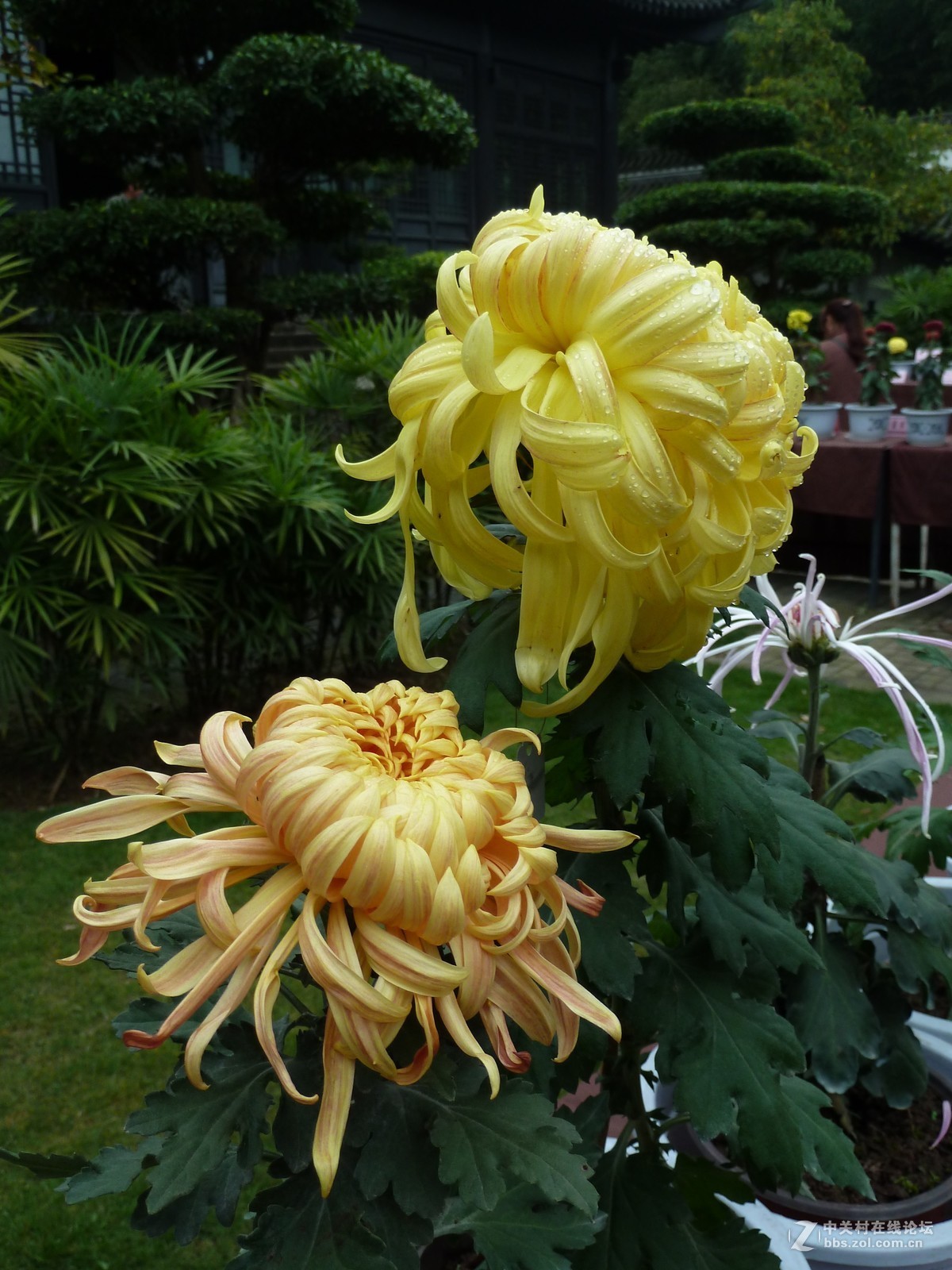 2108重庆园博园菊展3