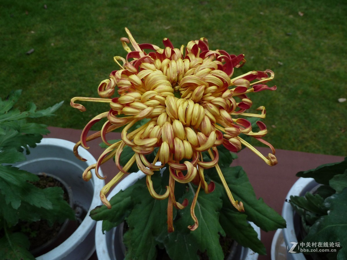 2108重庆园博园菊展3