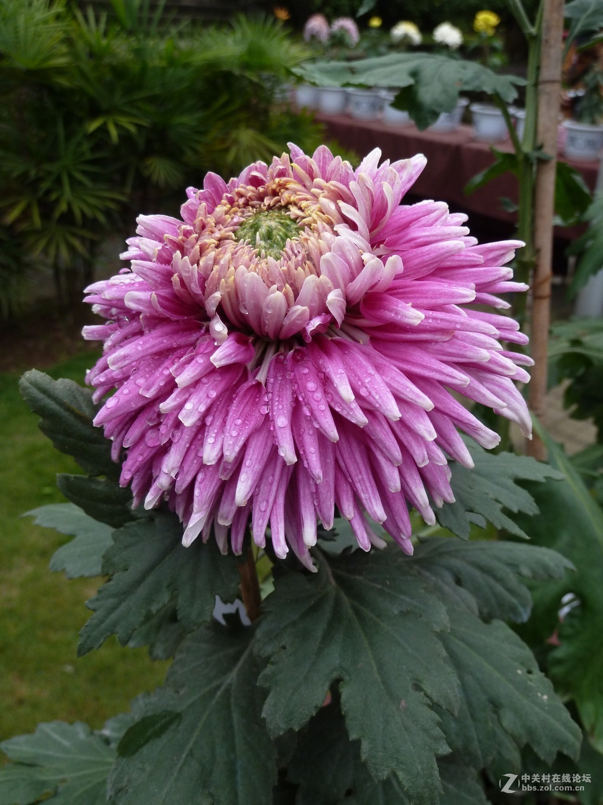 2108重庆园博园菊展3