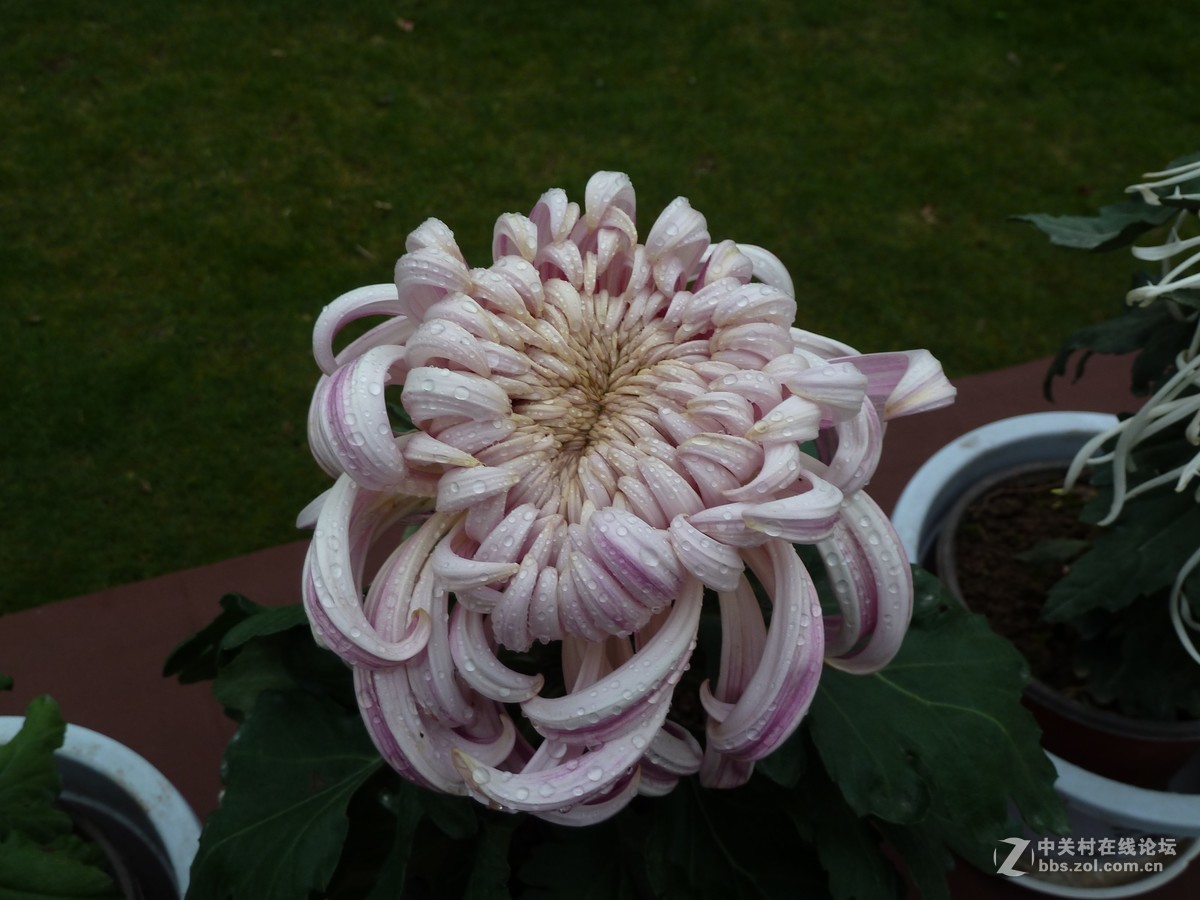 2108重庆园博园菊展3