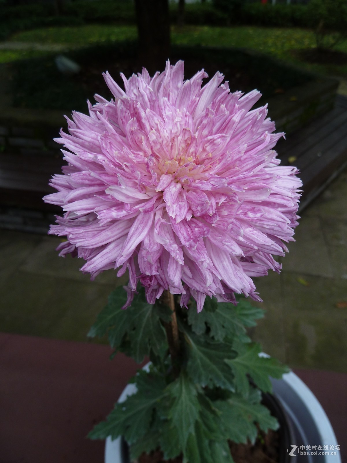 2108重庆园博园菊展3