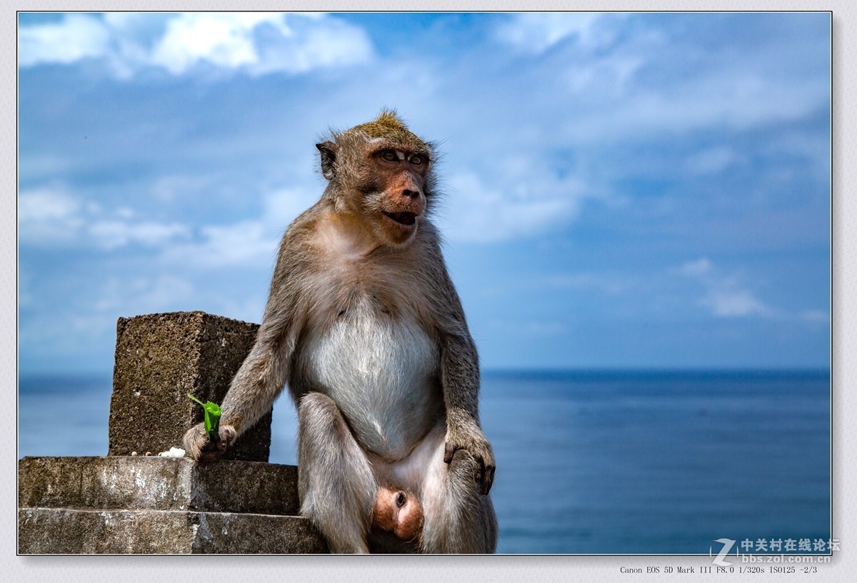 Bali Lover Cliff Wild Monkey Background, Monkey, Mammal, Wild ...