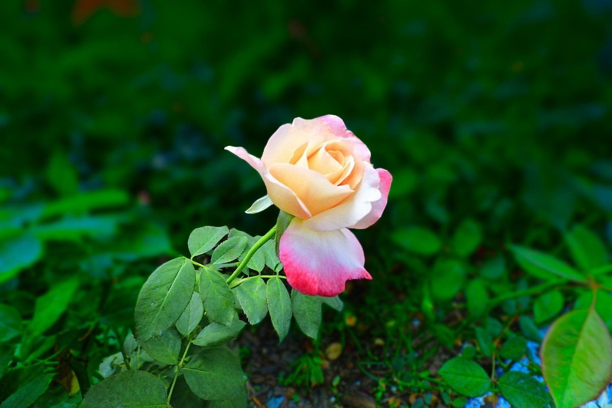 花花草草27